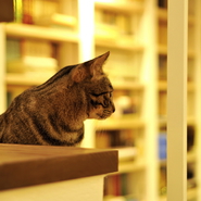「「桃李（とうり）の家」図書館みたいな空間」サムネイル